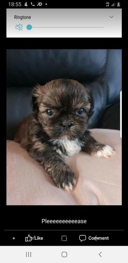 shih tzu lhasa apso mix hypoallergenic